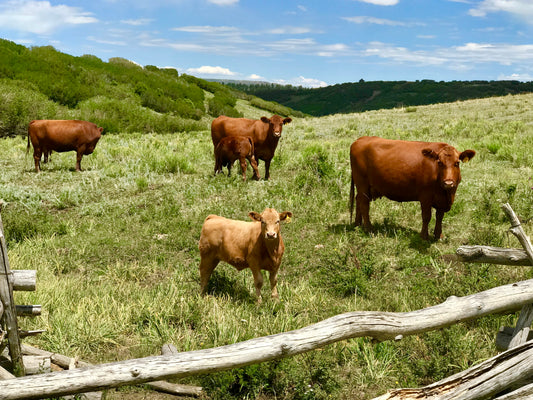 What happens when beef gets high?